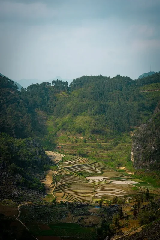 Terraced fields covering a valley between the mountains near Dong Van, Vietnam